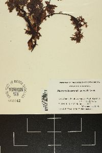 Amansia serrata image