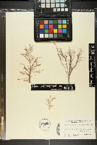 Anotrichium licmophorum image