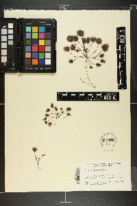 Bellotia eriophorum image