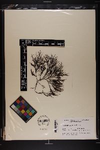 Rhabdonia verticillata image