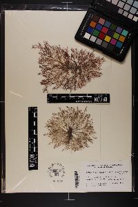 Herposiphonia versicolor image