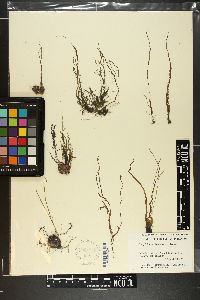 Caepidium antarcticum image