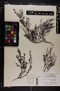 Chondria capensis image