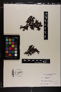 Chondrus ocellatus image