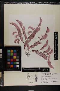 Claudea elegans image