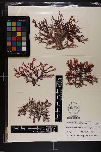 Image of Craspedocarpus erosus