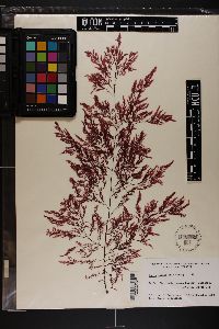 Dasya ceramioides image