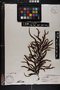 Image of Dasya pedicellata