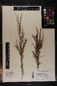Ectocarpus fasciculatus image