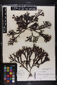 Fucus spiralis image