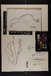 Gracilaria gracilis image