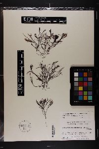 Gracilaria papenfussii image
