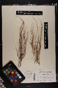 Gracilaria spinulosa image