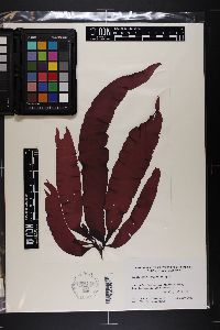 Grateloupia longifolia image
