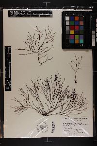 Holmsella australis image