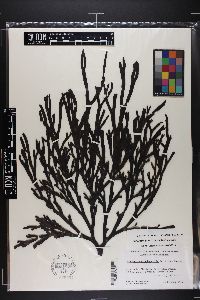 Xiphophora gladiata image