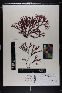 Rhodymenia flabellifolia image
