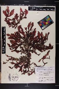 Paraglossum salicifolium image