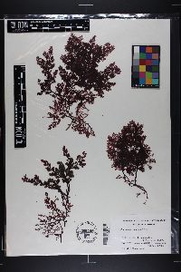 Plocamium cartilagineum subsp. pacificum image