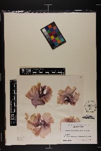 Boreophyllum pseudocrassum image