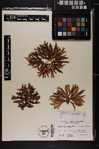 Rhodophyllis centrocarpa image