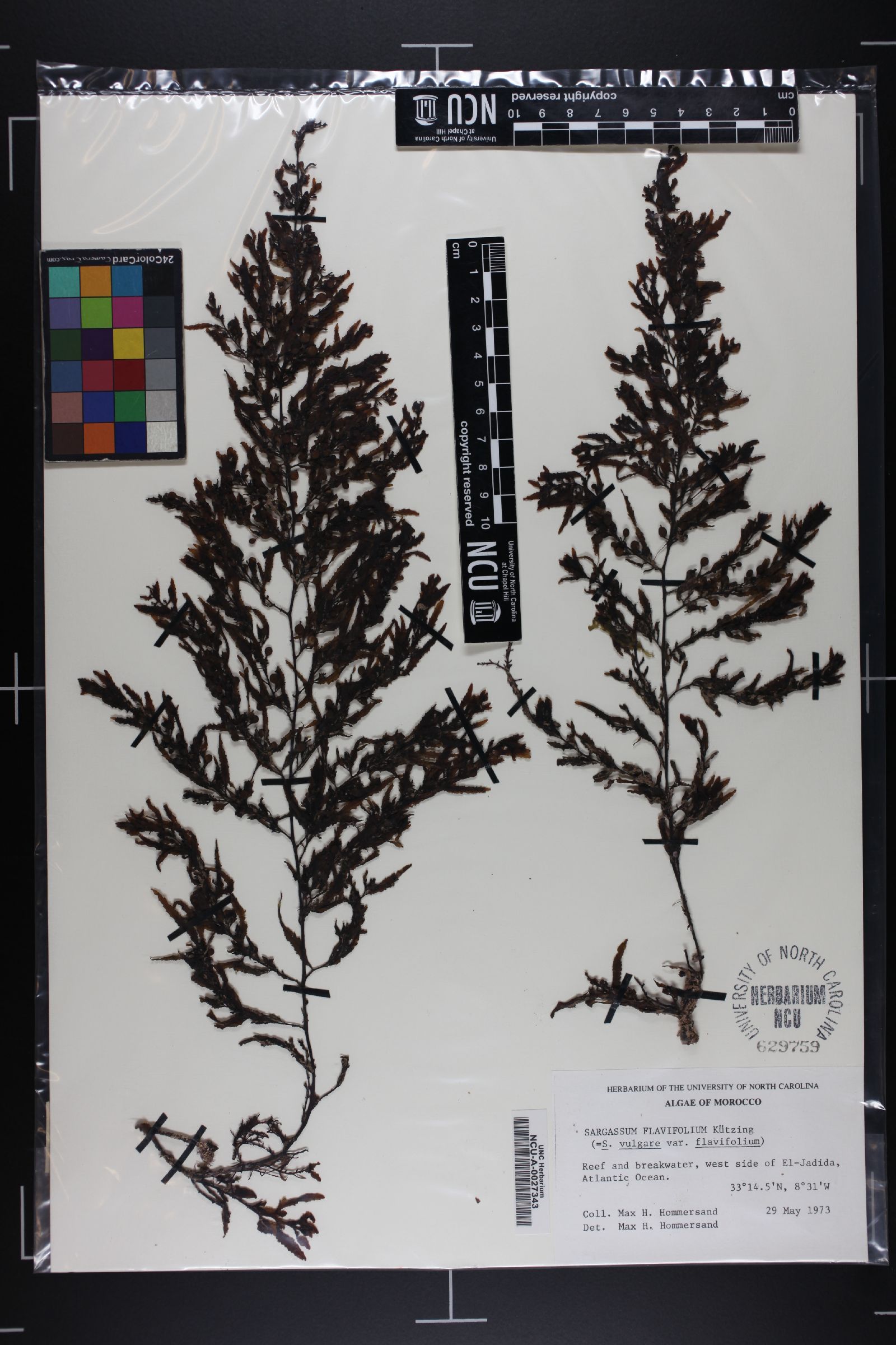 Sargassum flavifolium image