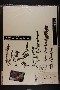 Sargassum macdougalii image