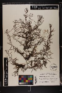 Sargassum sinicola image