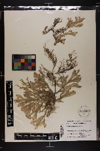 Thuretia quercifolia image