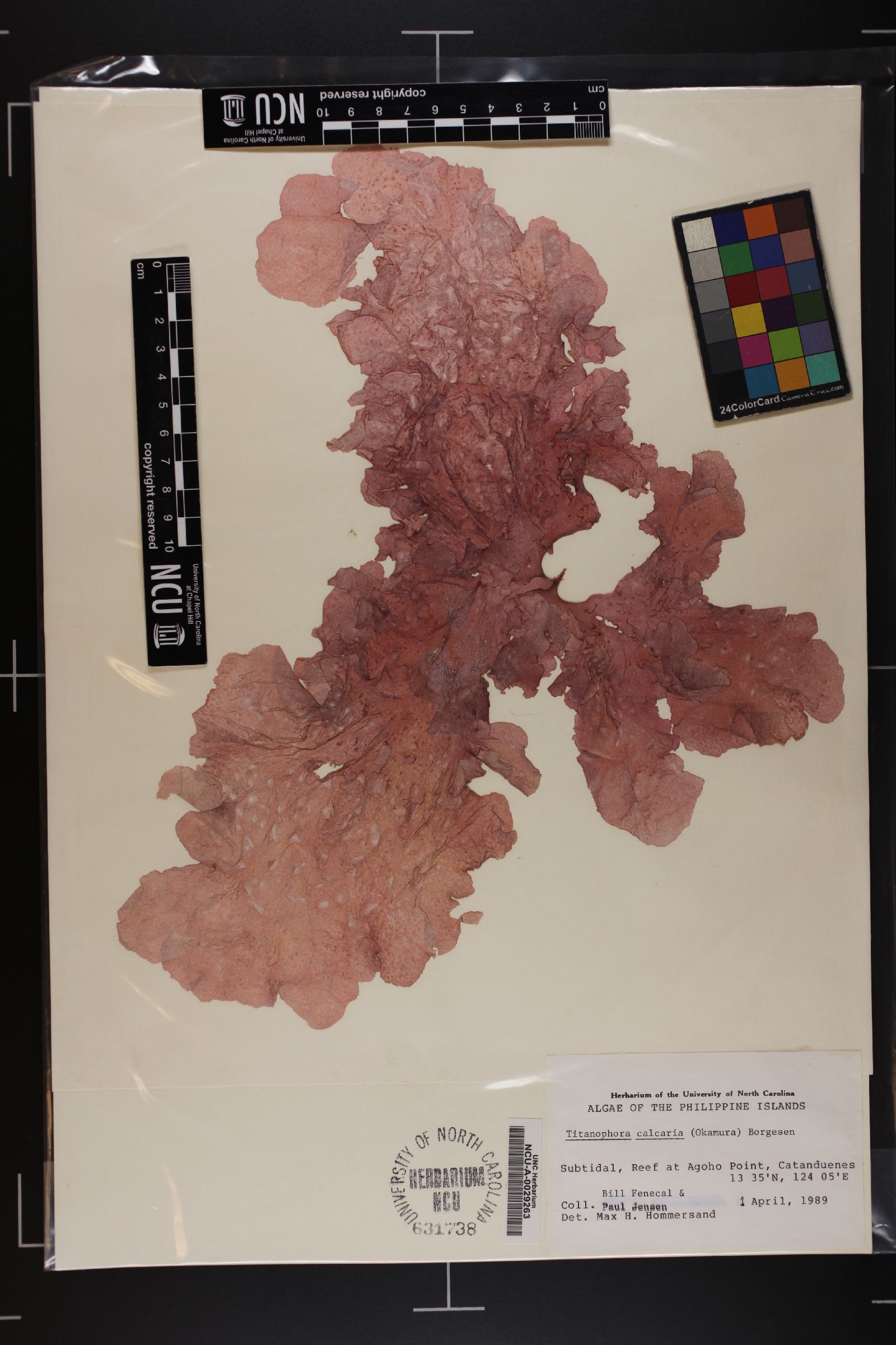 Titanophora calcarea image