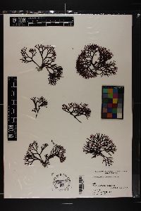 Trematocarpus dichotomus image