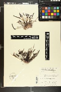 Chondracanthus bajacalifornicus image