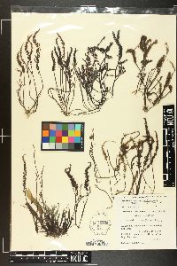Chondracanthus bajacalifornicus image