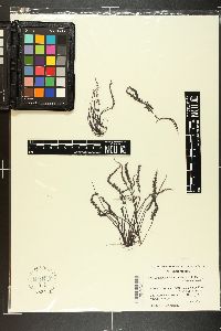 Chondracanthus bajacalifornicus image