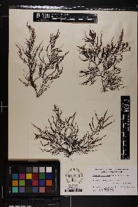 Chondria macrocarpa image