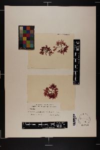 Apoglossum oppositifolium image