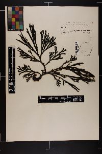 Xiphophora chondrophylla image