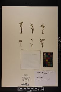 Acetabularia crenulata image