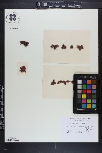 Acrosorium decumbens image