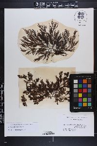 Dictyota paniculata image