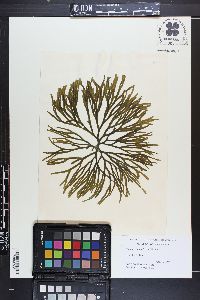 Codium isthmocladum image