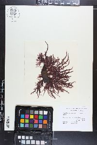 Carpoblepharis flaccida image