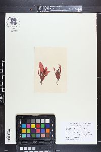 Polyneuropsis stolonifera image
