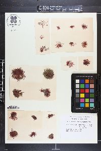 Hollenbergia nigricans image