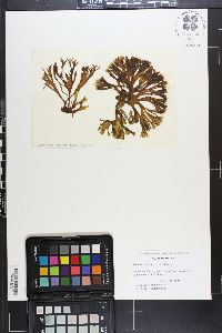 Cutleria hancockii image