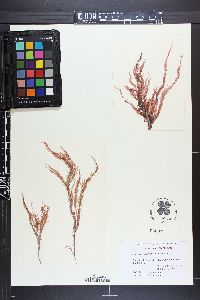 Paraglossum crassinervium image