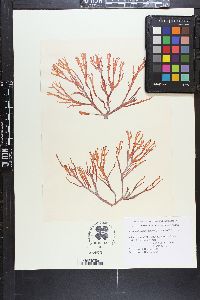 Sarcodiotheca dichotoma image