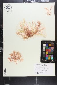 Plocamium leptophyllum image