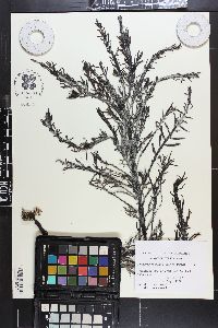 Carpophyllum maschalocarpum image