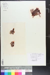 Cryptopleura lobulifera image
